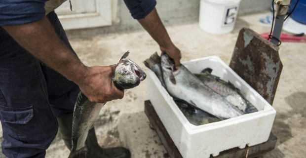 Fırat'ta yetişen balıklar Akdeniz'e gidiyor