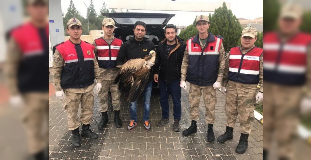 Yaralı Kızıl Akbaba'ya Jandarma Sahip Çıktı