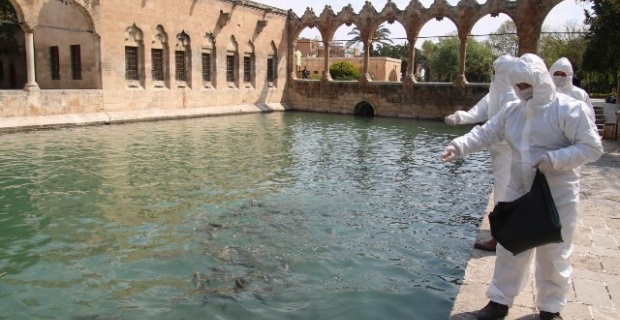 Halil-ur Rahman gölündeki balıklar düzenli olarak besleniyor.