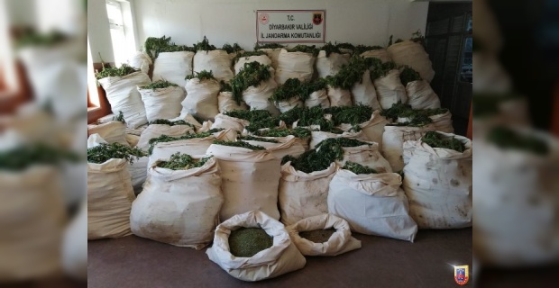 Diyarbakır Lice'de 5 milyon 134 bin kök kenevir bitkisi ele geçirildi