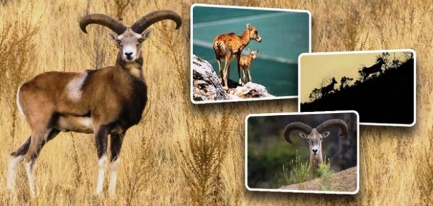 Anadolu yaban koyunları doğayla buluşmaya devam ediyor