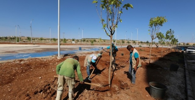 Haliliye'de yeni parkların ağaçlandırma işlemlerine başlandı