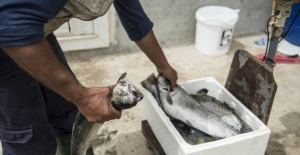 Fırat'ta yetişen balıklar Akdeniz'e gidiyor