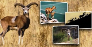 Anadolu yaban koyunları doğayla buluşmaya devam ediyor
