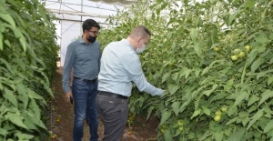 Viranşehir Kaymakamlığı tarafından kurulan seralarda domates hasadı başladı.